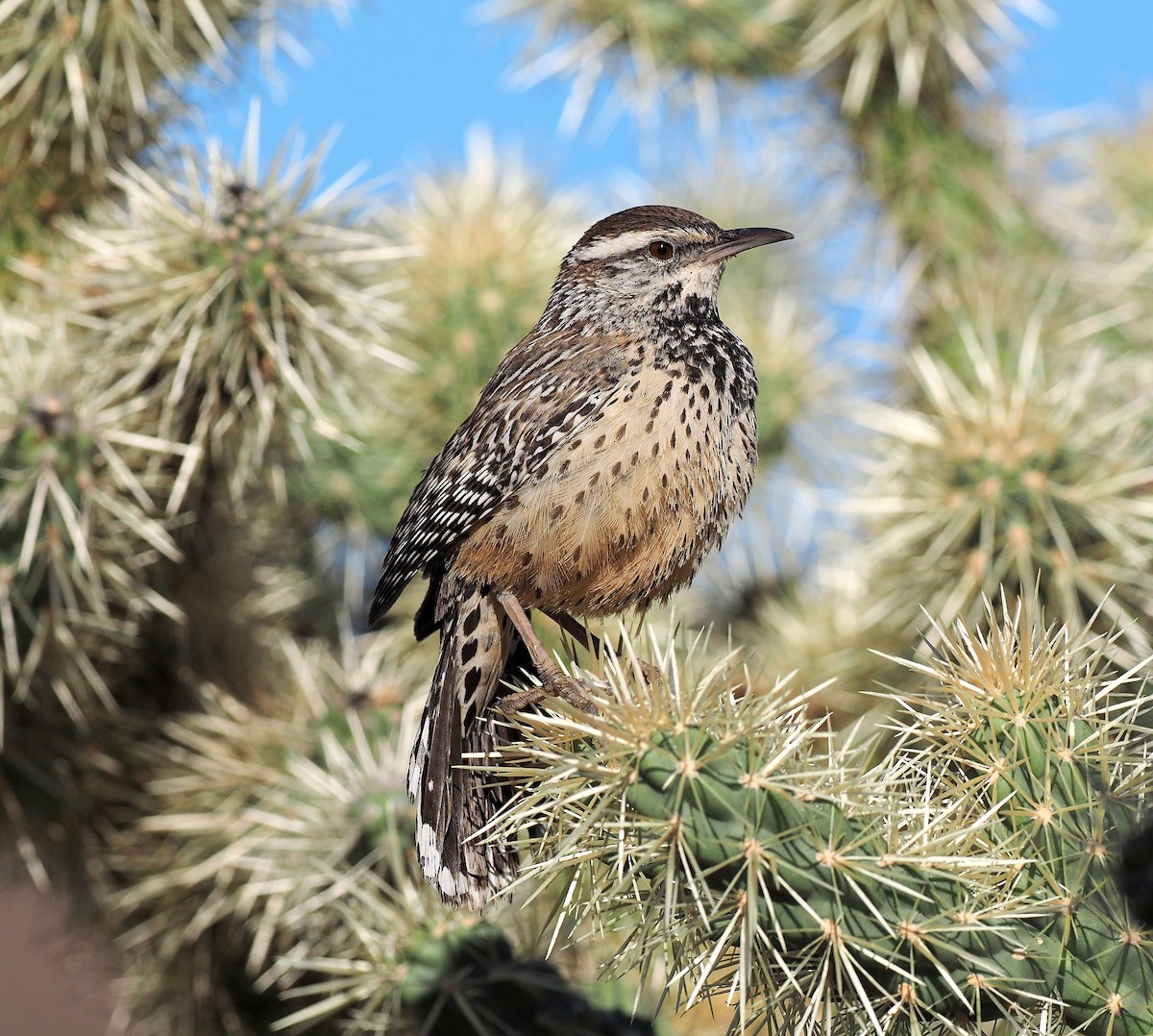 Cactus Wren - ML645167170