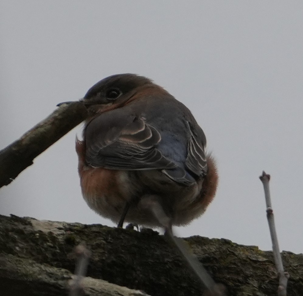 Eastern Bluebird - ML645167182
