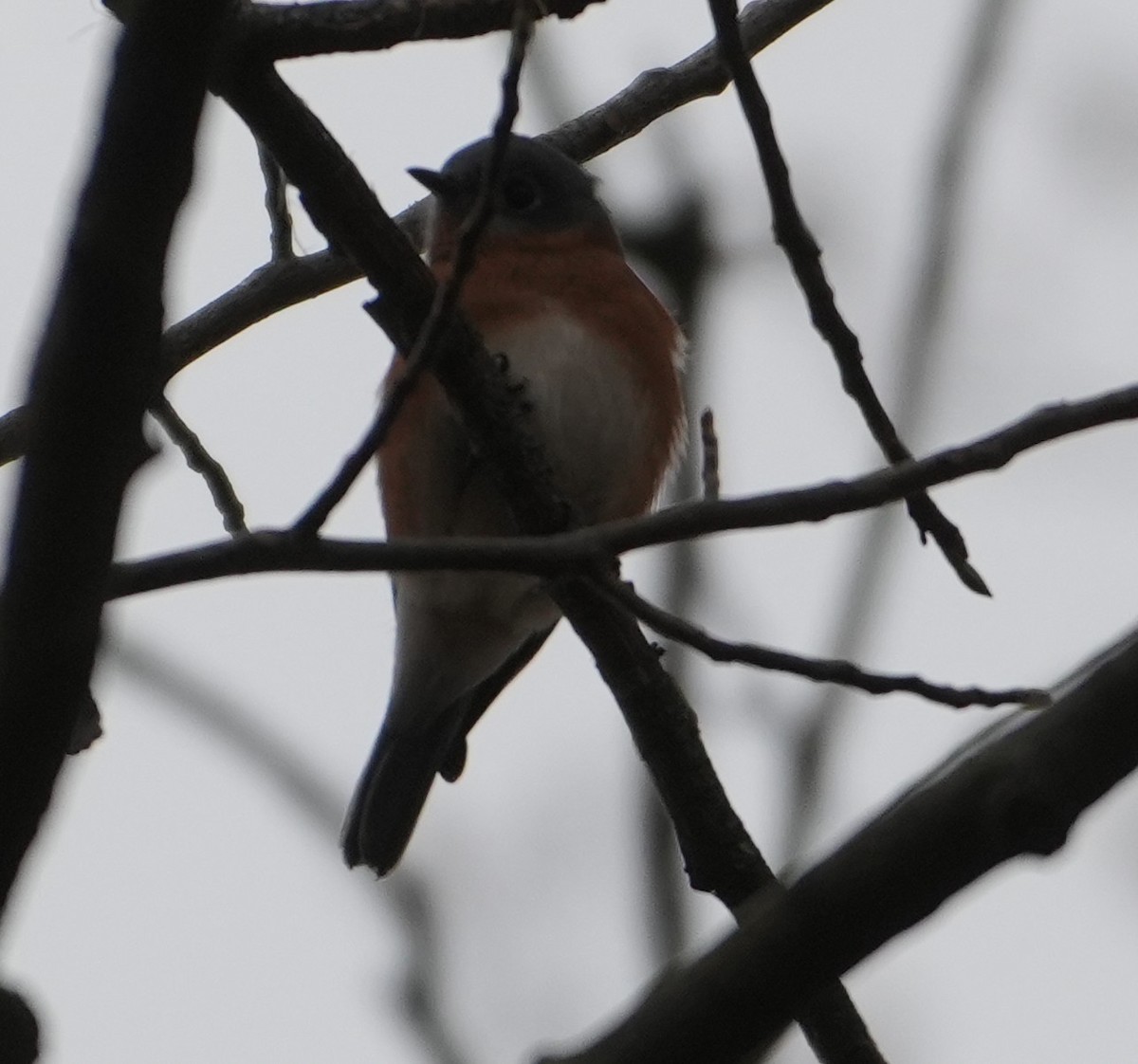 Eastern Bluebird - ML645167183