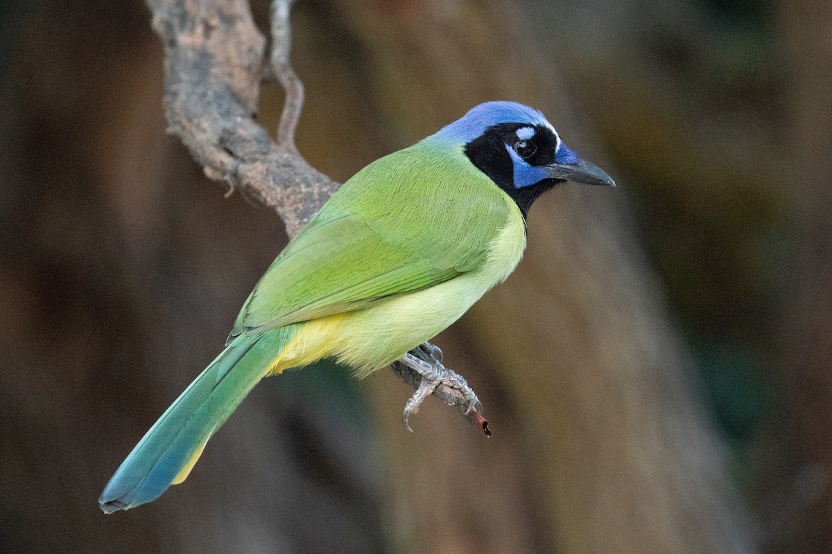 Green Jay - ML645167186