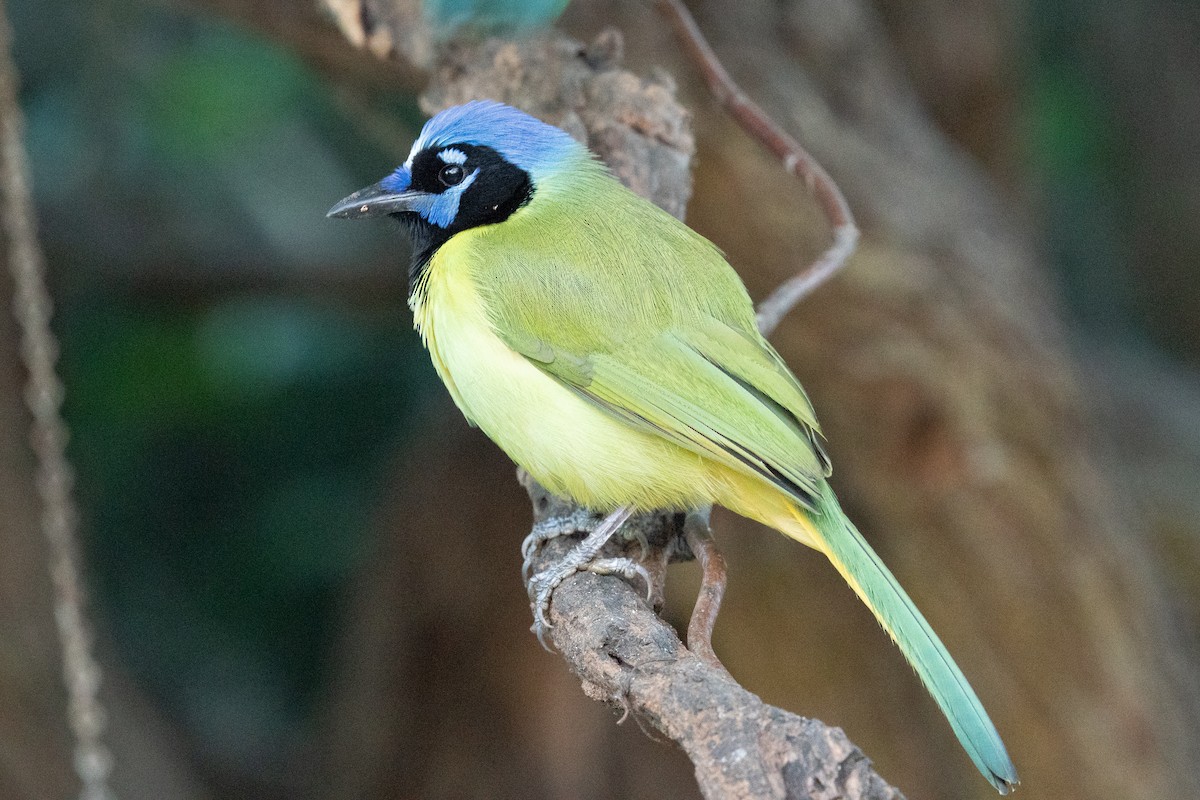 Green Jay - ML645167187