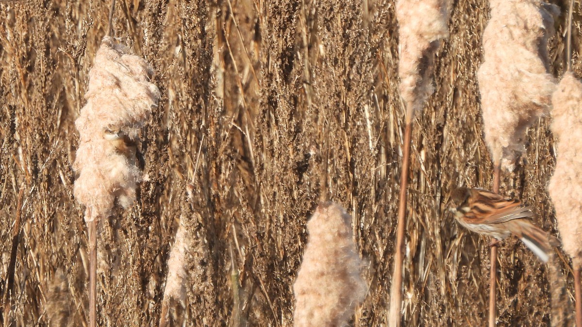 Eurasian Penduline-Tit - ML645167188