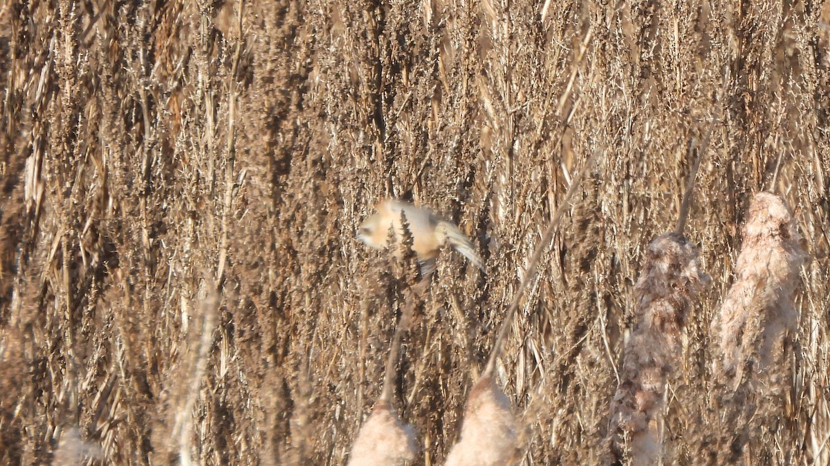 Eurasian Penduline-Tit - ML645167189