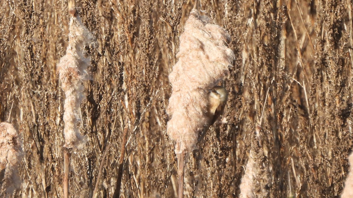 Eurasian Penduline-Tit - ML645167190