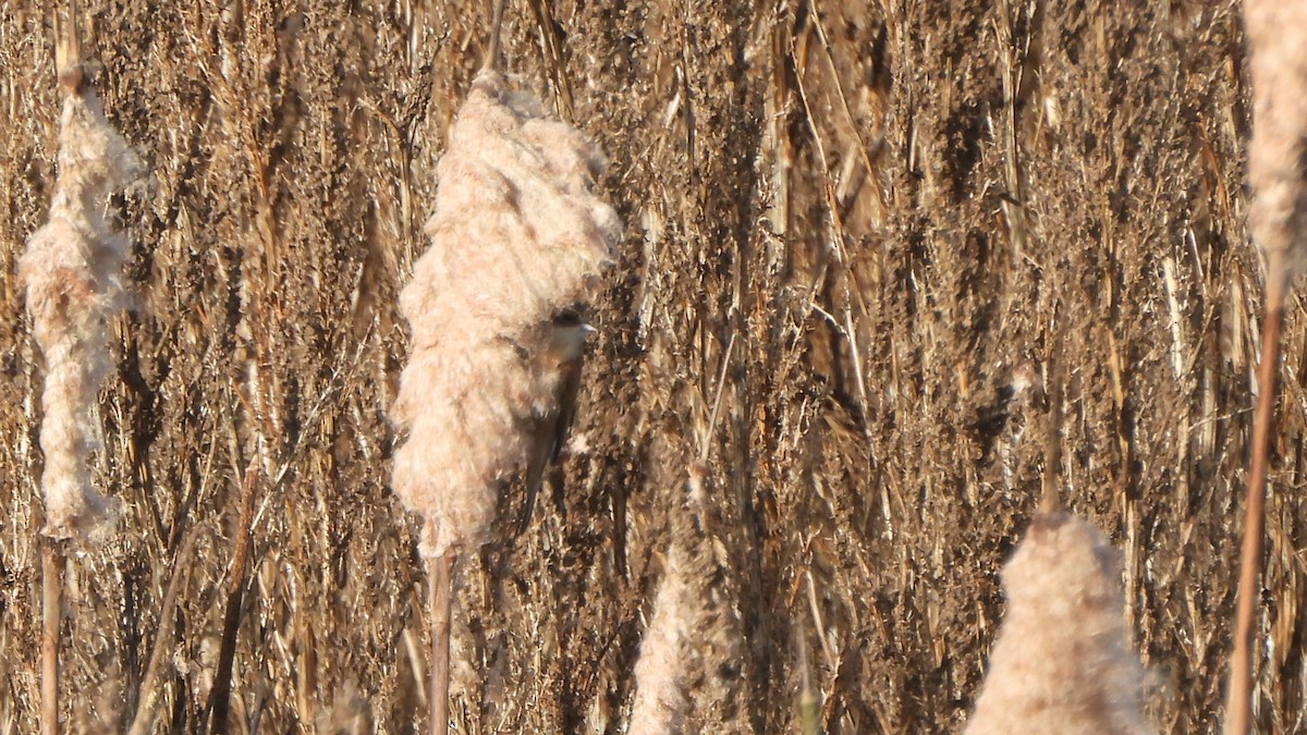 Eurasian Penduline-Tit - ML645167192