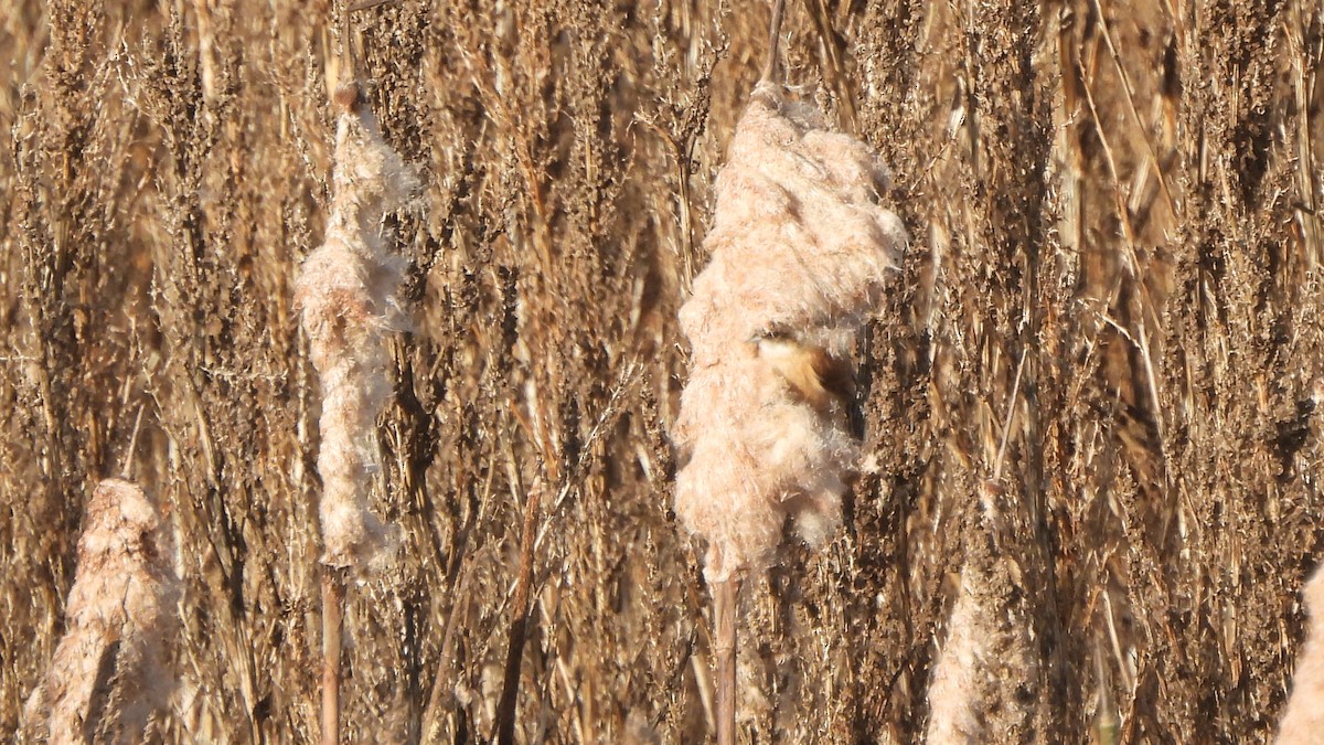 Eurasian Penduline-Tit - ML645167193