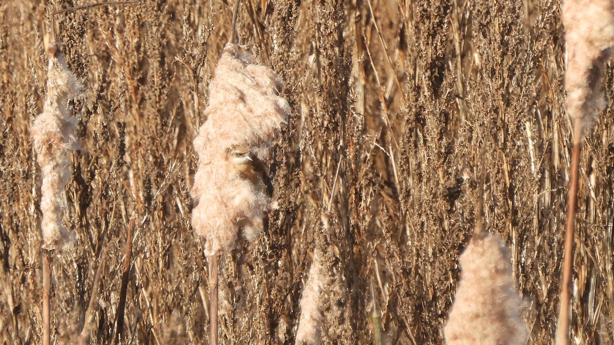 Eurasian Penduline-Tit - ML645167194