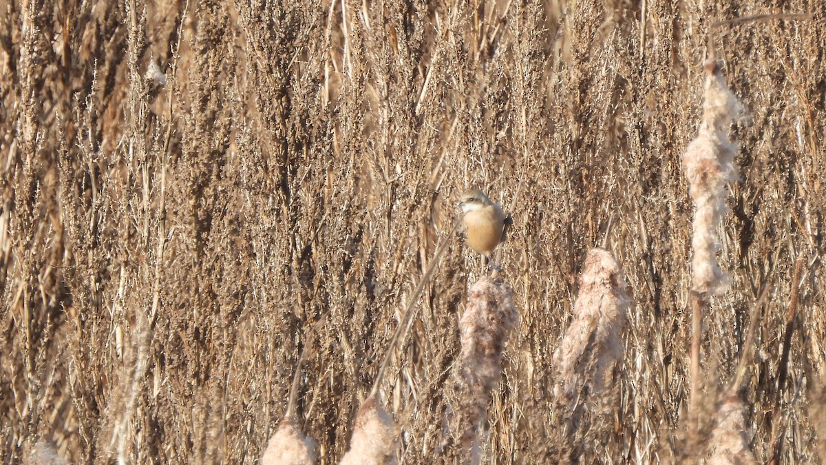 Eurasian Penduline-Tit - ML645167195