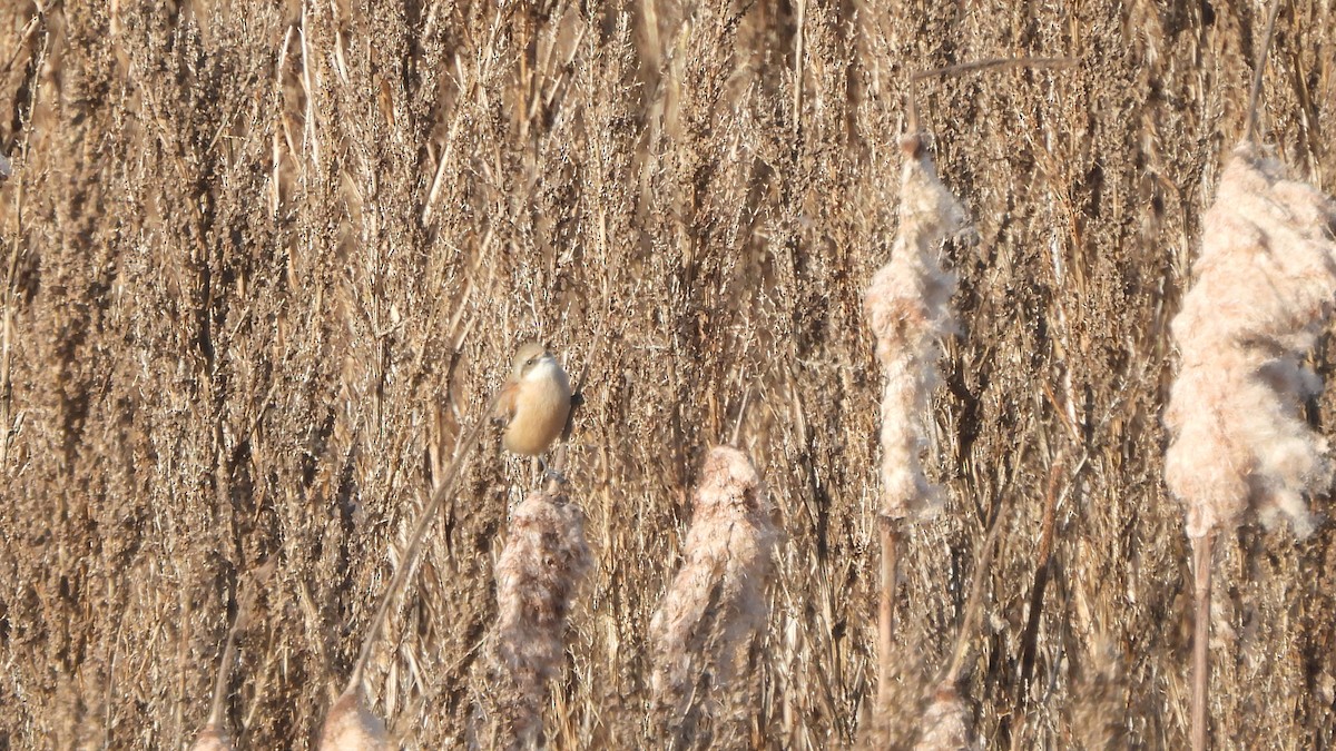 Eurasian Penduline-Tit - ML645167196