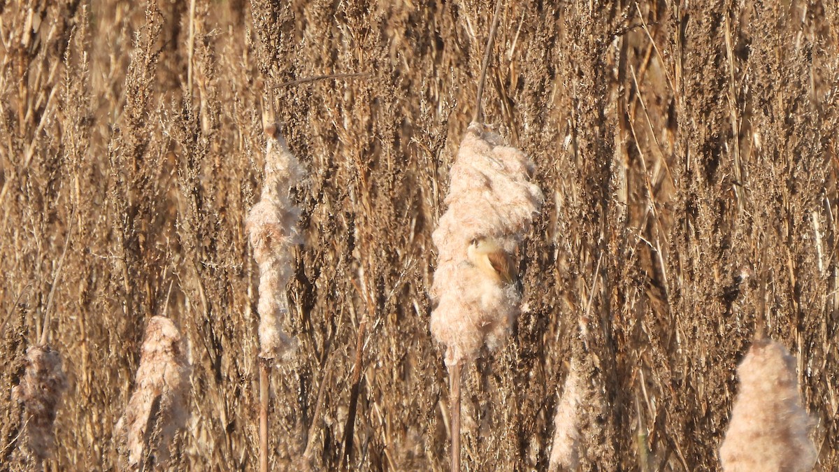 Eurasian Penduline-Tit - ML645167197