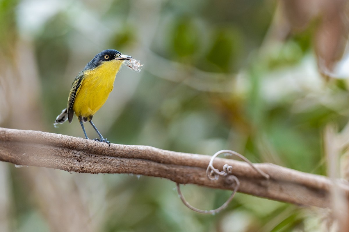 ハシナガタイランチョウ - ML645167199