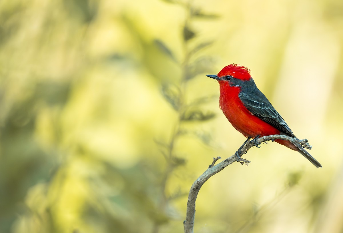 ベニタイランチョウ - ML645167209