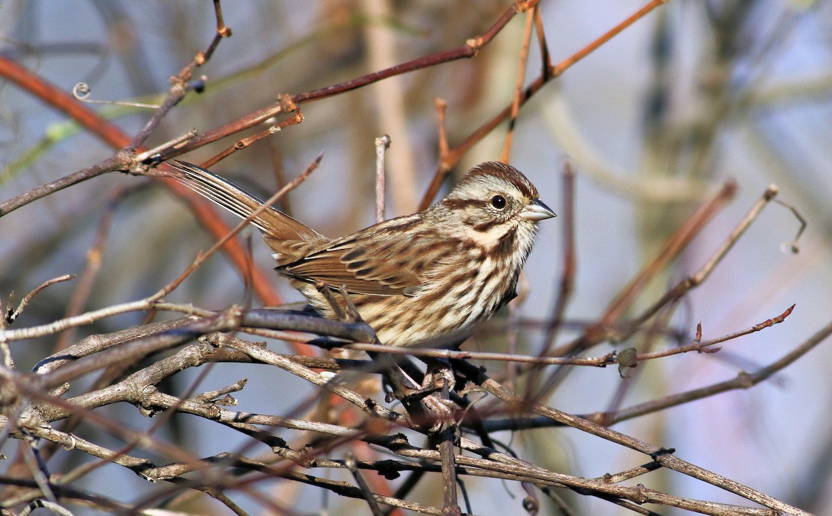 Song Sparrow - ML645167215
