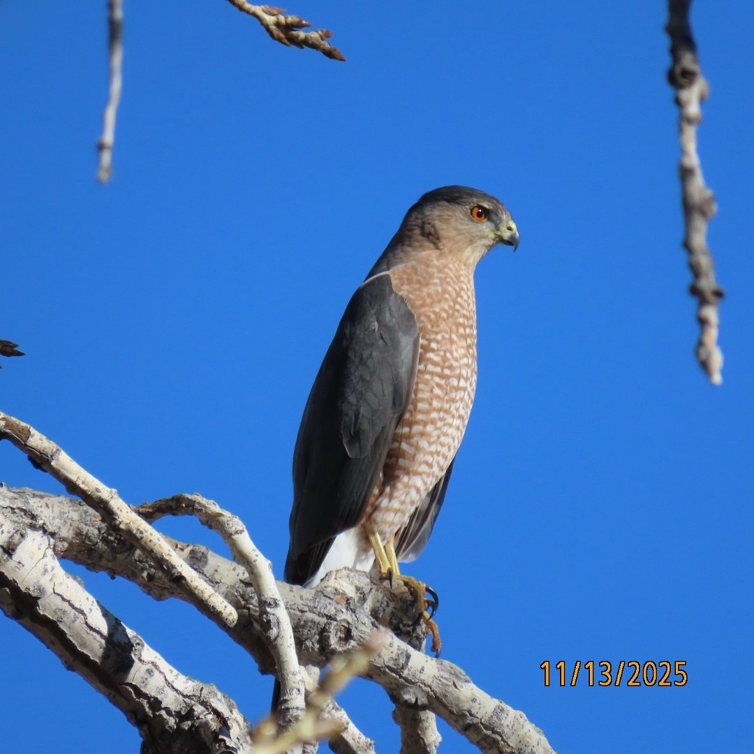 Cooper's Hawk - ML645167220