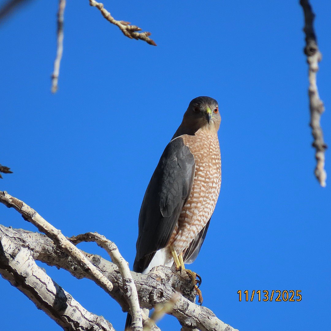 Cooper's Hawk - ML645167221