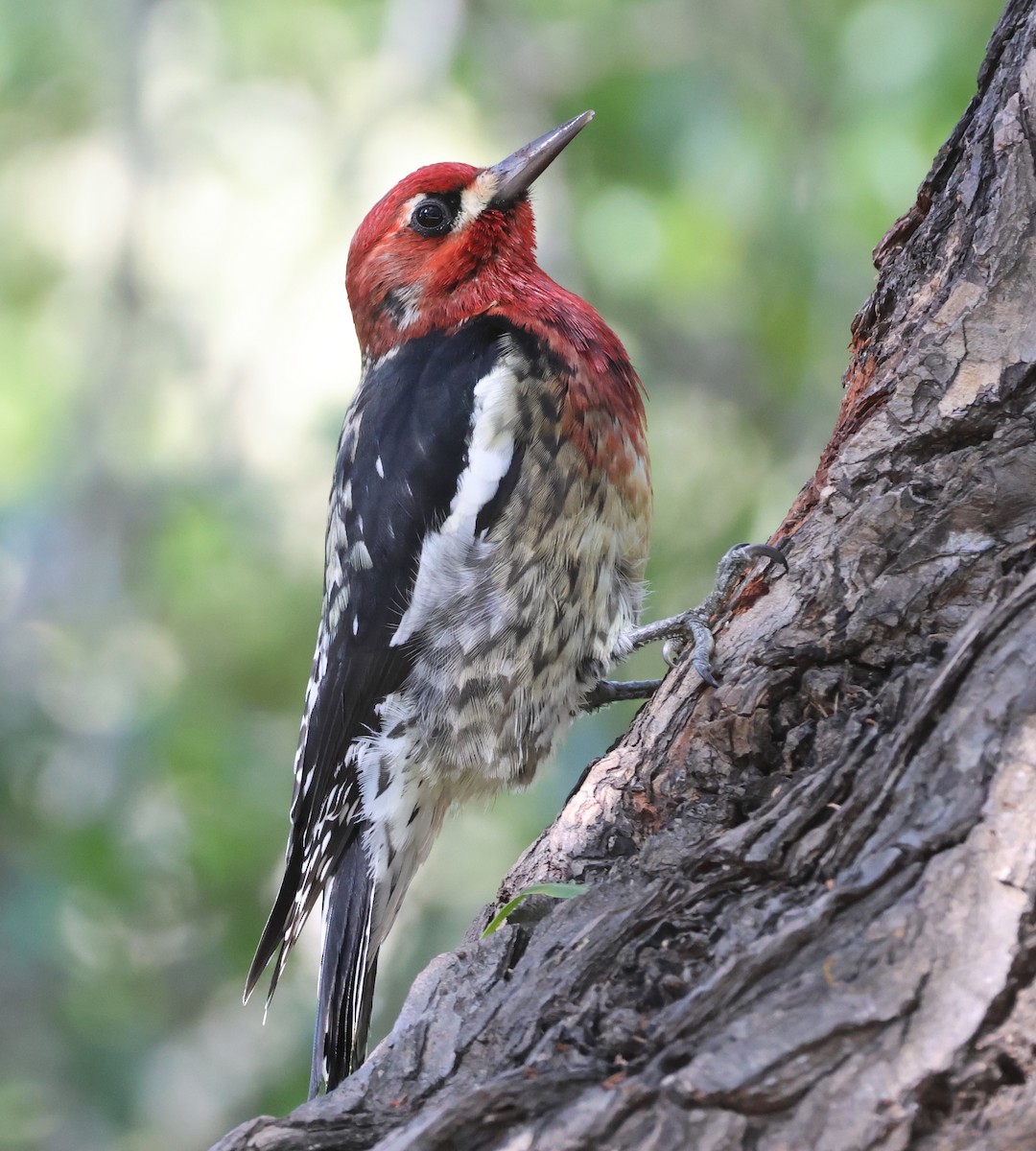 ムネアカシルスイキツツキ - ML645167223