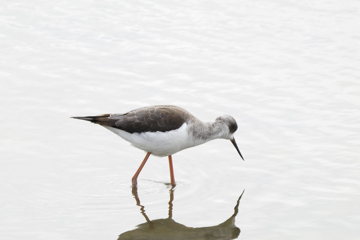 高蹺鴴 - ML645167225