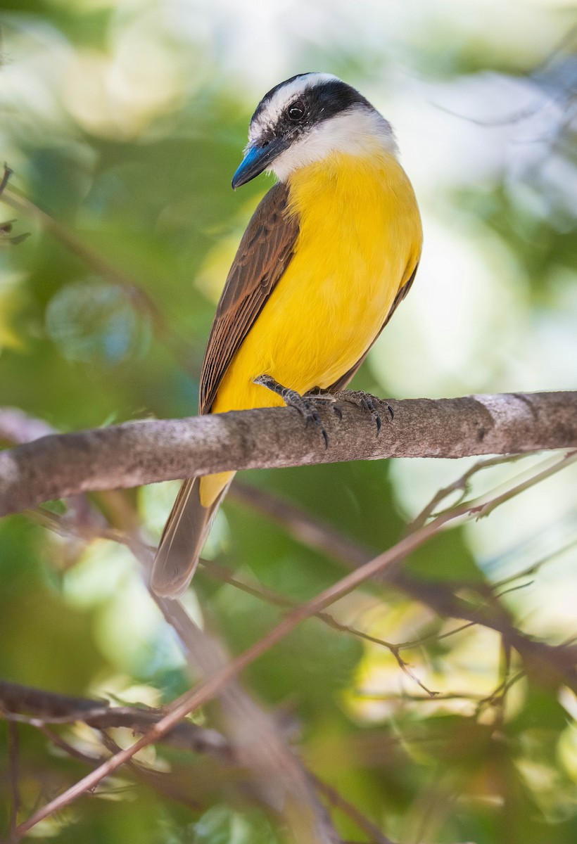 キバラオオタイランチョウ - ML645167226