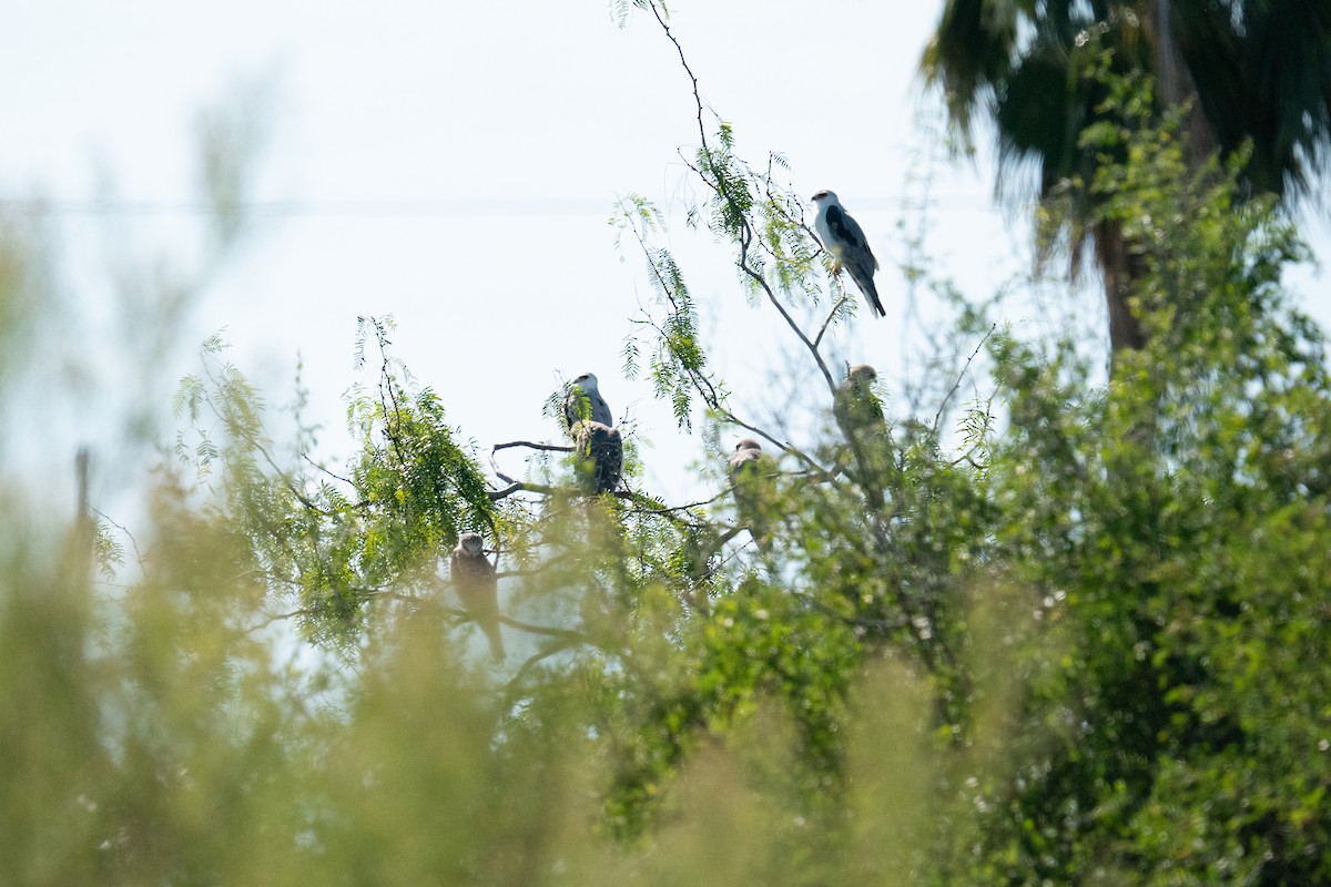 White-tailed Kite - ML645167233