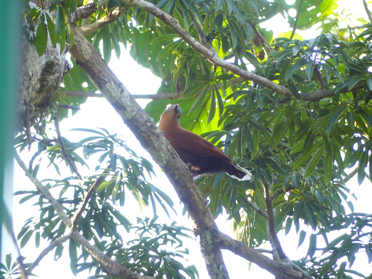 Black-bellied Cuckoo - ML645167238