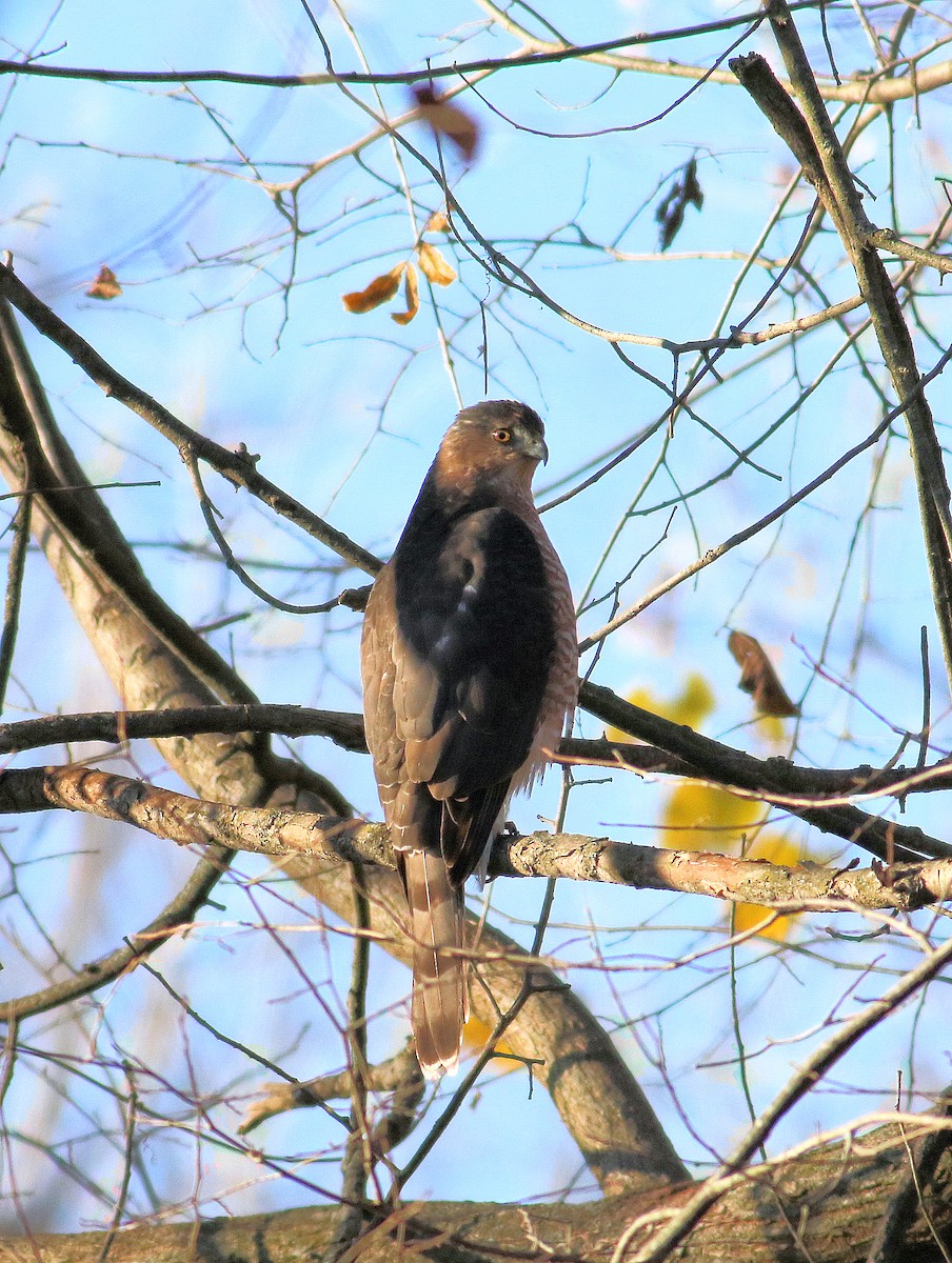 Cooper's Hawk - ML645167244
