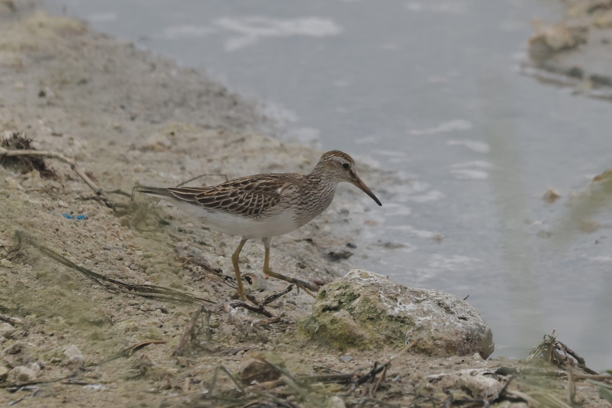 חופית כהת-חזה - ML645167246