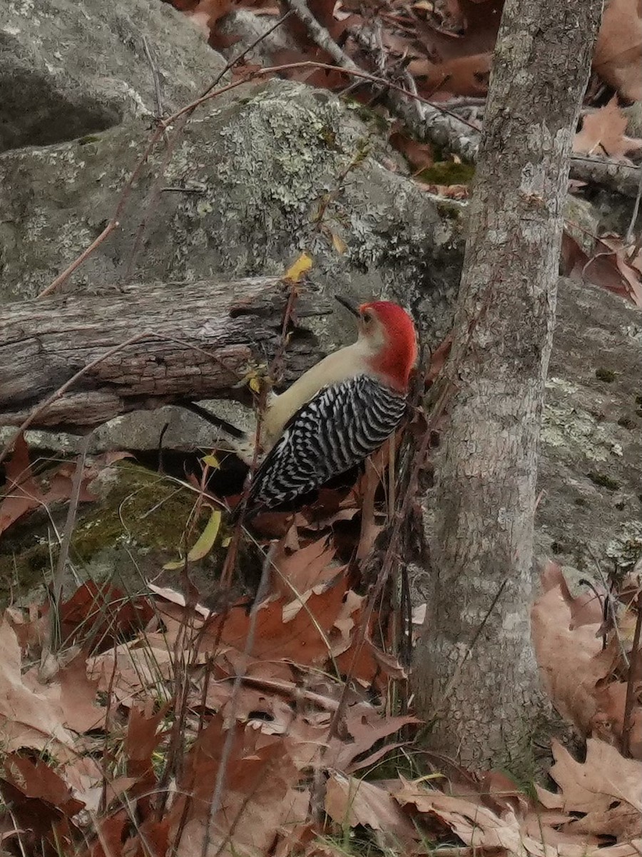 Red-bellied Woodpecker - ML645167258