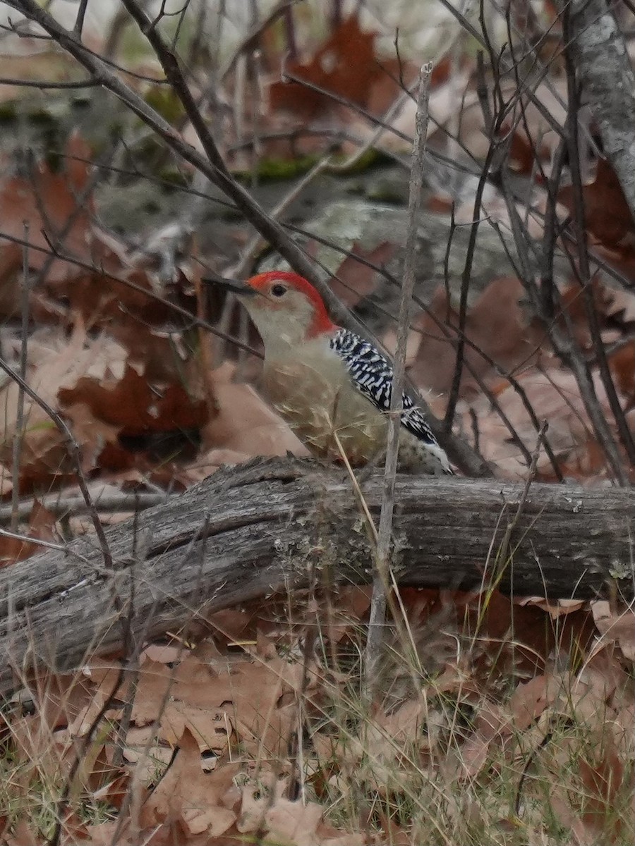 Red-bellied Woodpecker - ML645167259