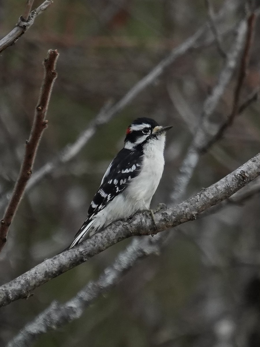 Downy Woodpecker - ML645167262