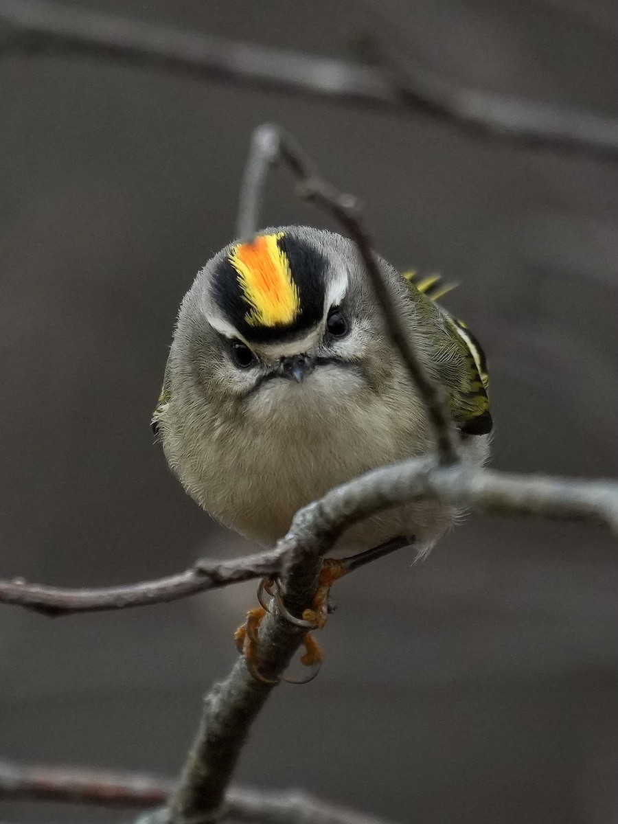 Golden-crowned Kinglet - ML645167271