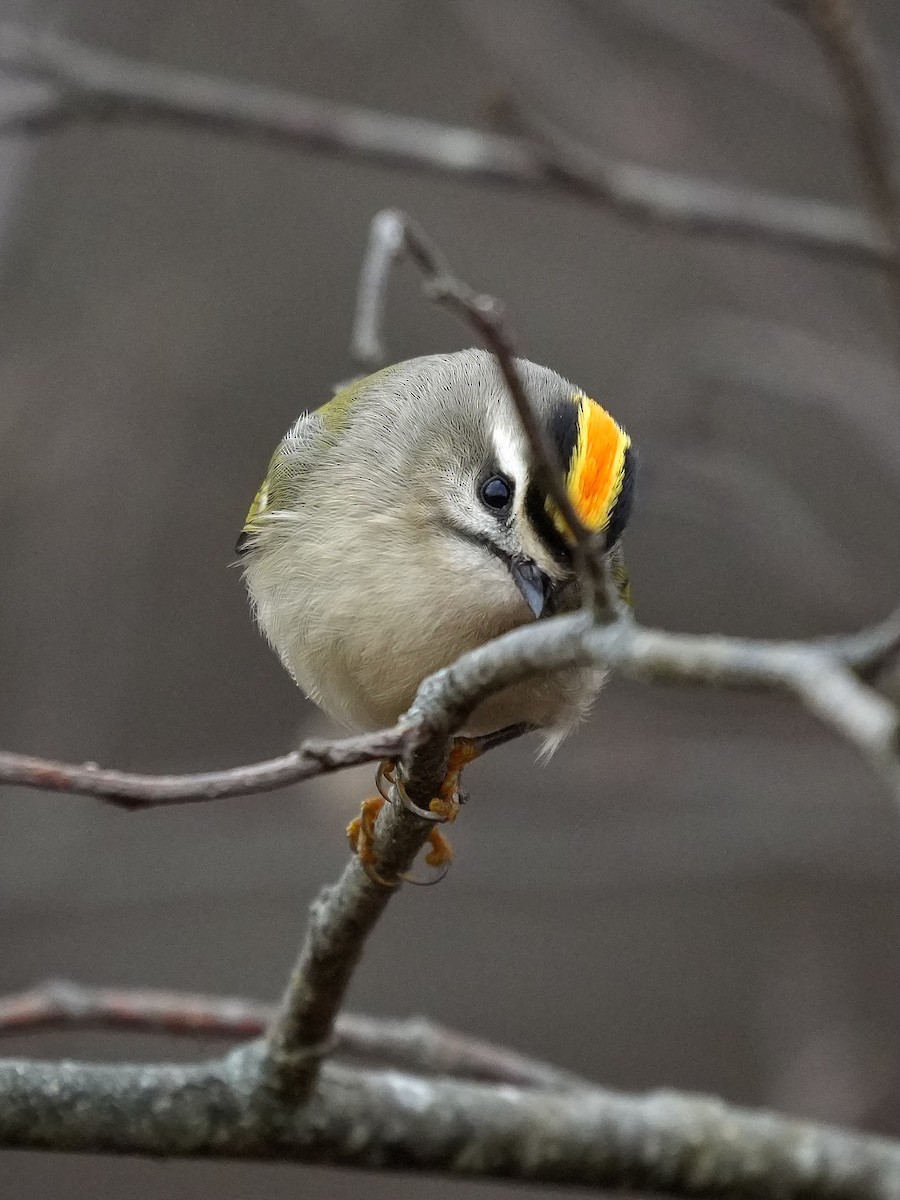 Golden-crowned Kinglet - ML645167272