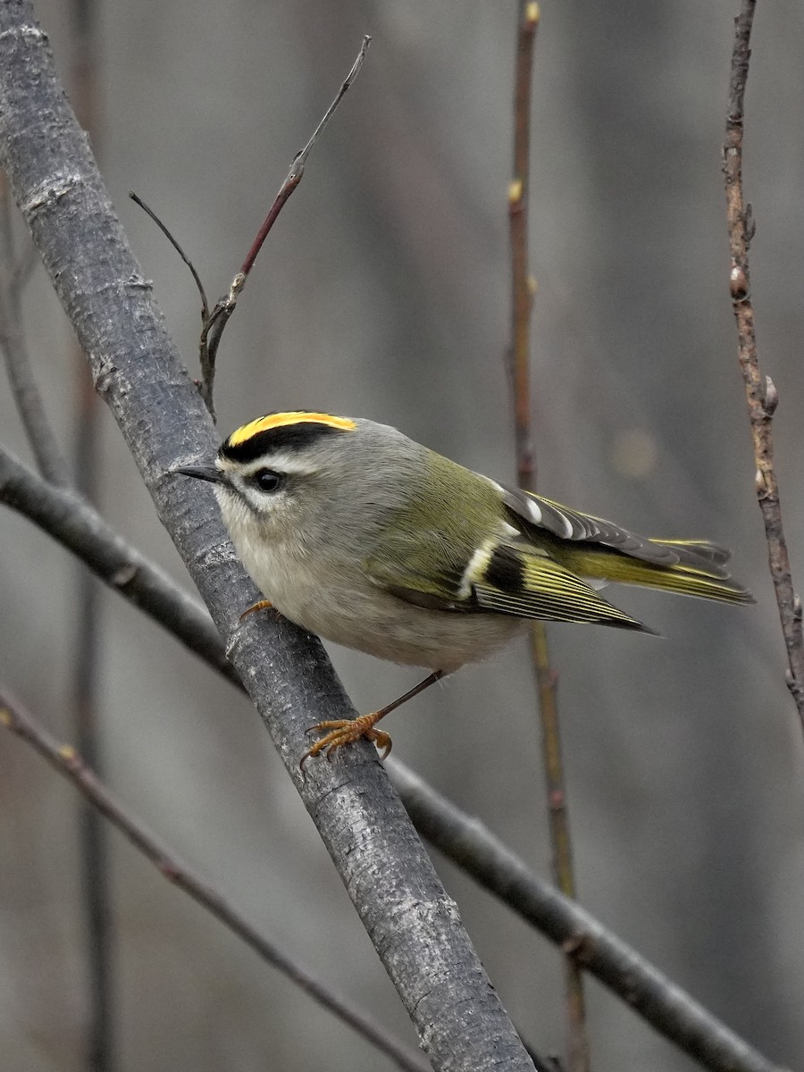 Golden-crowned Kinglet - ML645167273