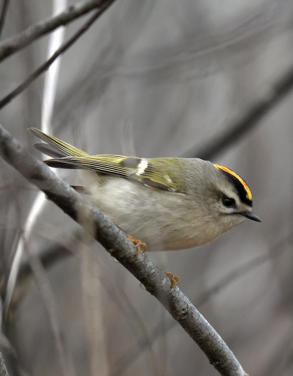 Golden-crowned Kinglet - ML645167274