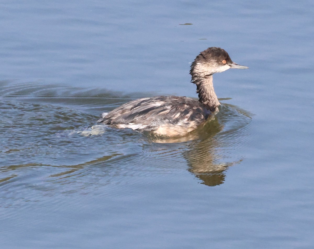 ハジロカイツブリ - ML645167277