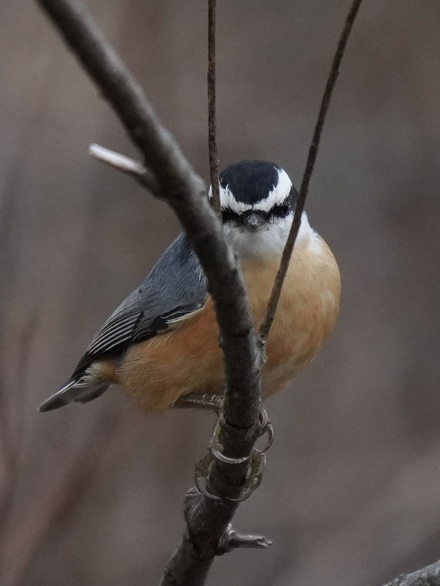 Red-breasted Nuthatch - ML645167282