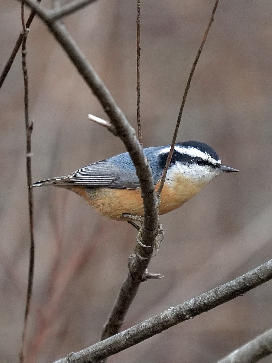 Red-breasted Nuthatch - ML645167283