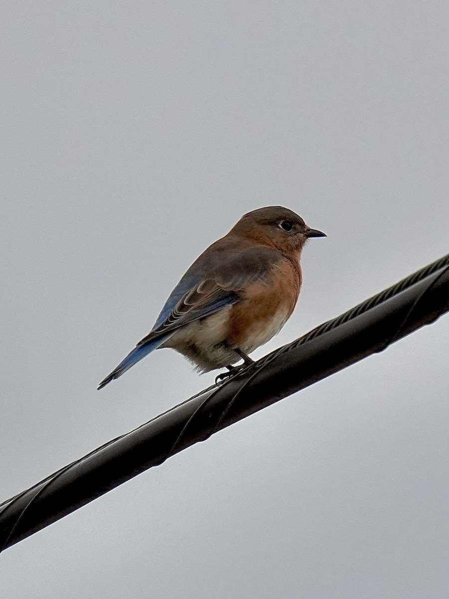 Eastern Bluebird - ML645167288