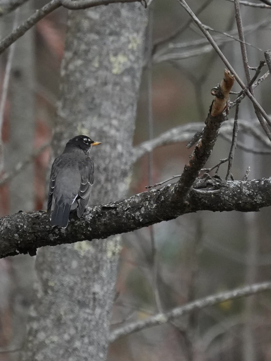 American Robin - ML645167298