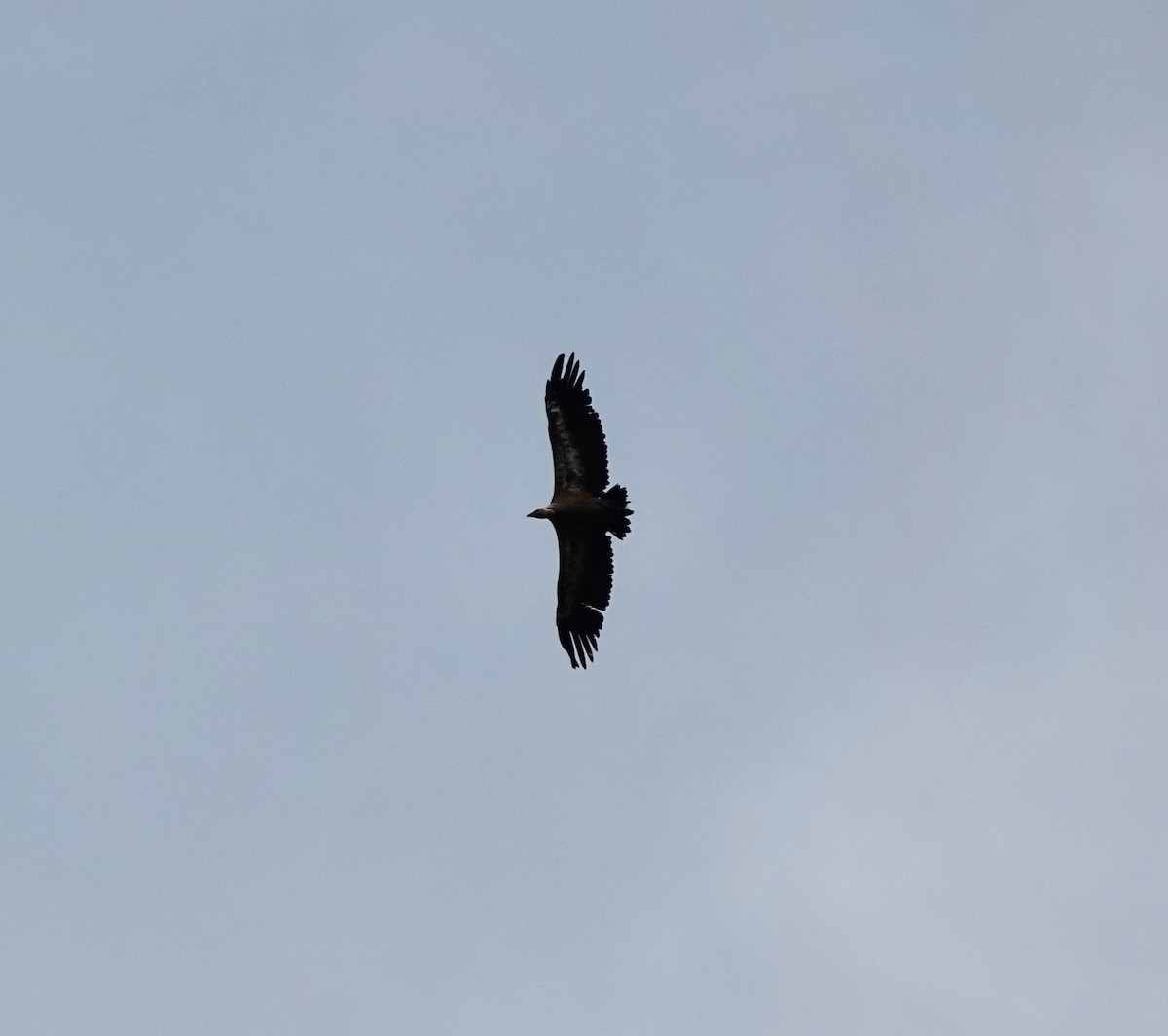 Eurasian Griffon - ML645167330