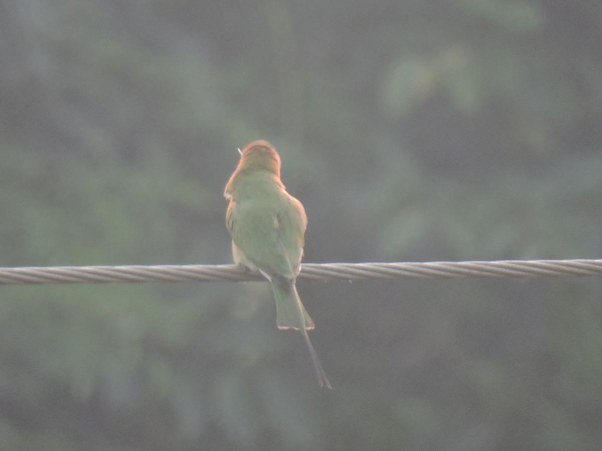 Guêpier d'Orient - ML645167336