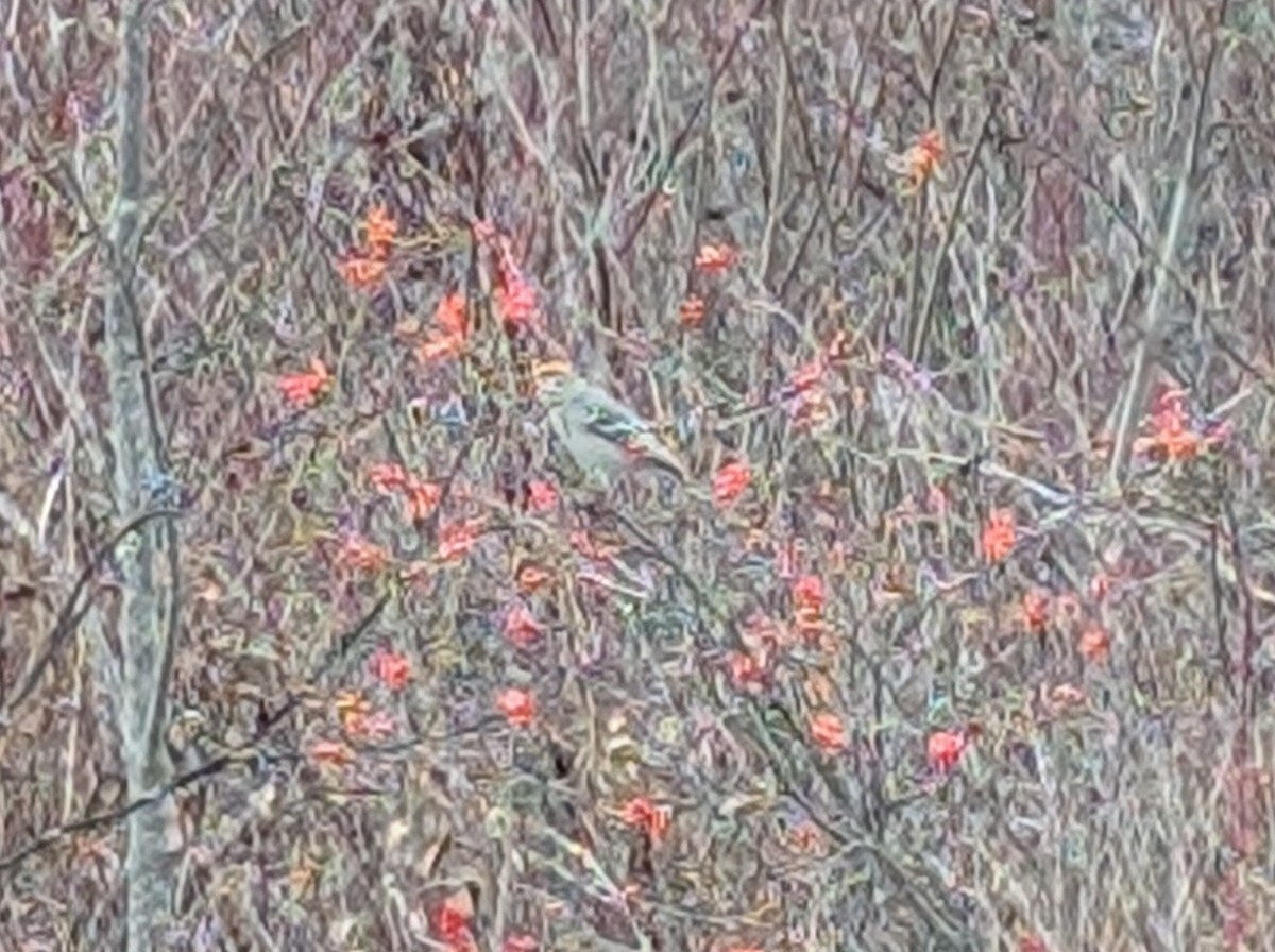 Hakengimpel - ML645167338