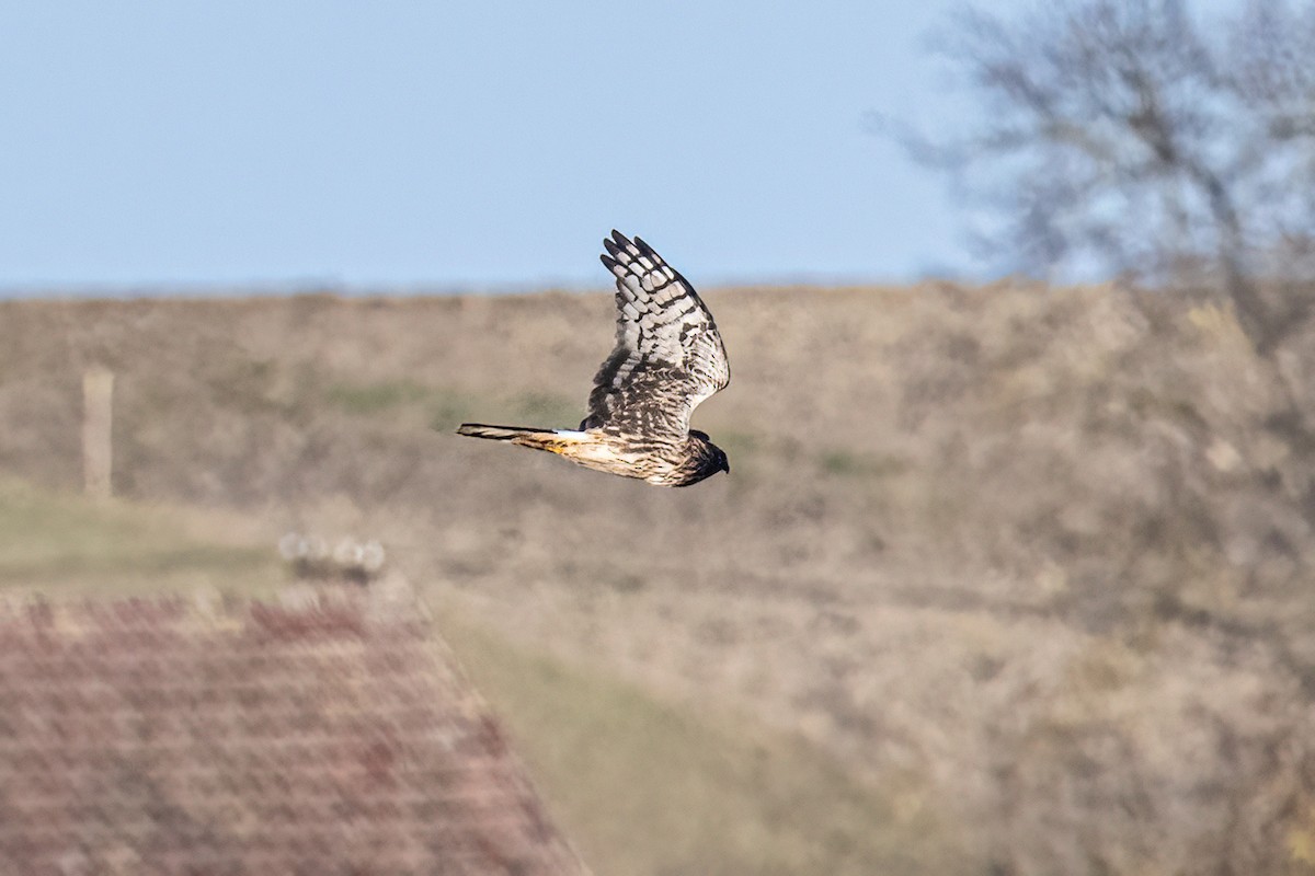 Busard Saint-Martin - ML645167339