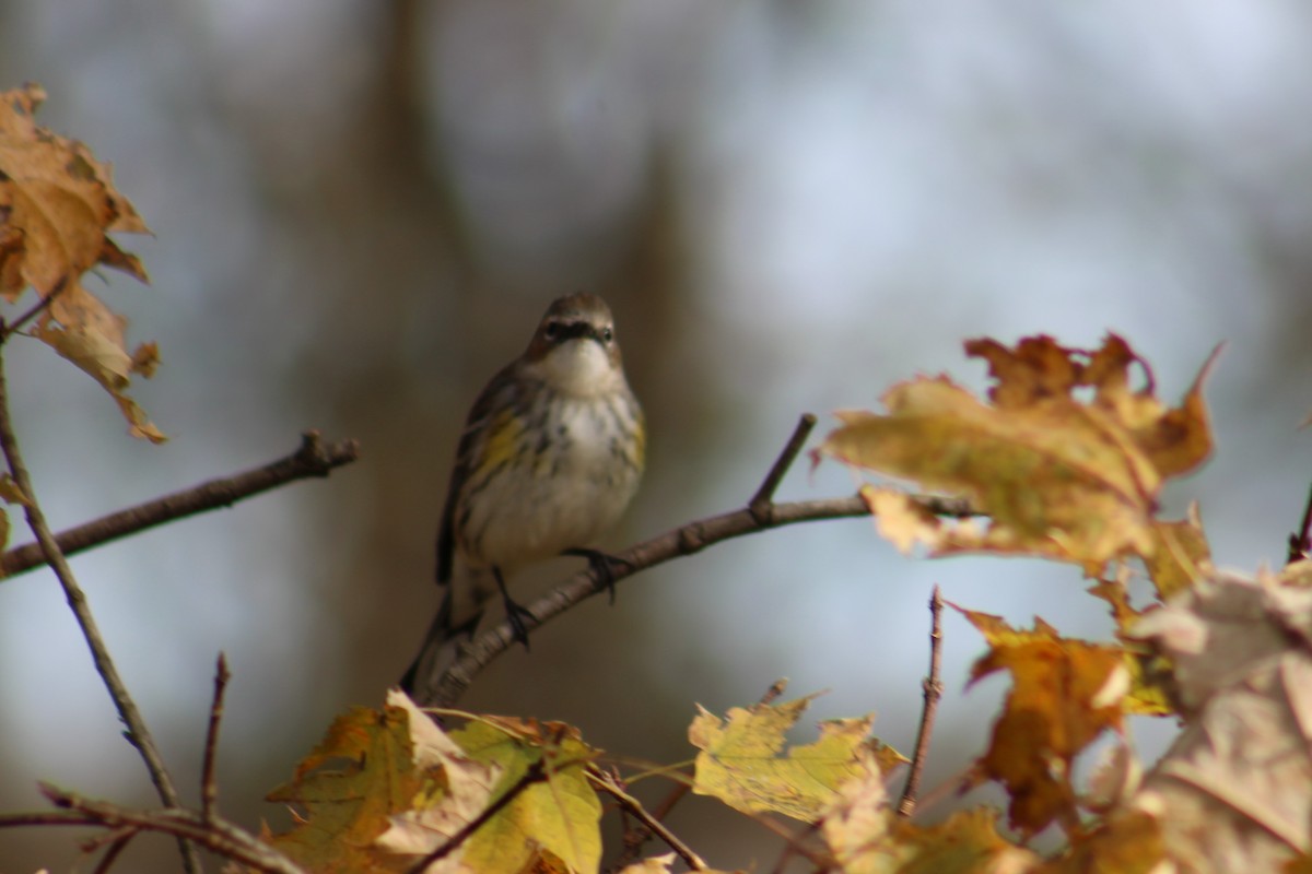 Paruline à croupion jaune - ML645167340