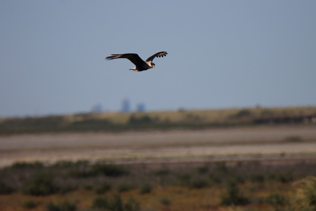 Caracara huppé - ML645167341