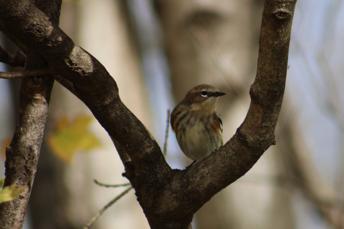 Paruline à croupion jaune - ML645167342
