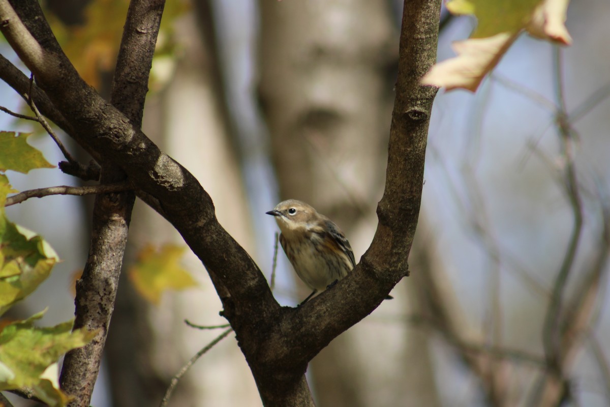 Paruline à croupion jaune - ML645167343
