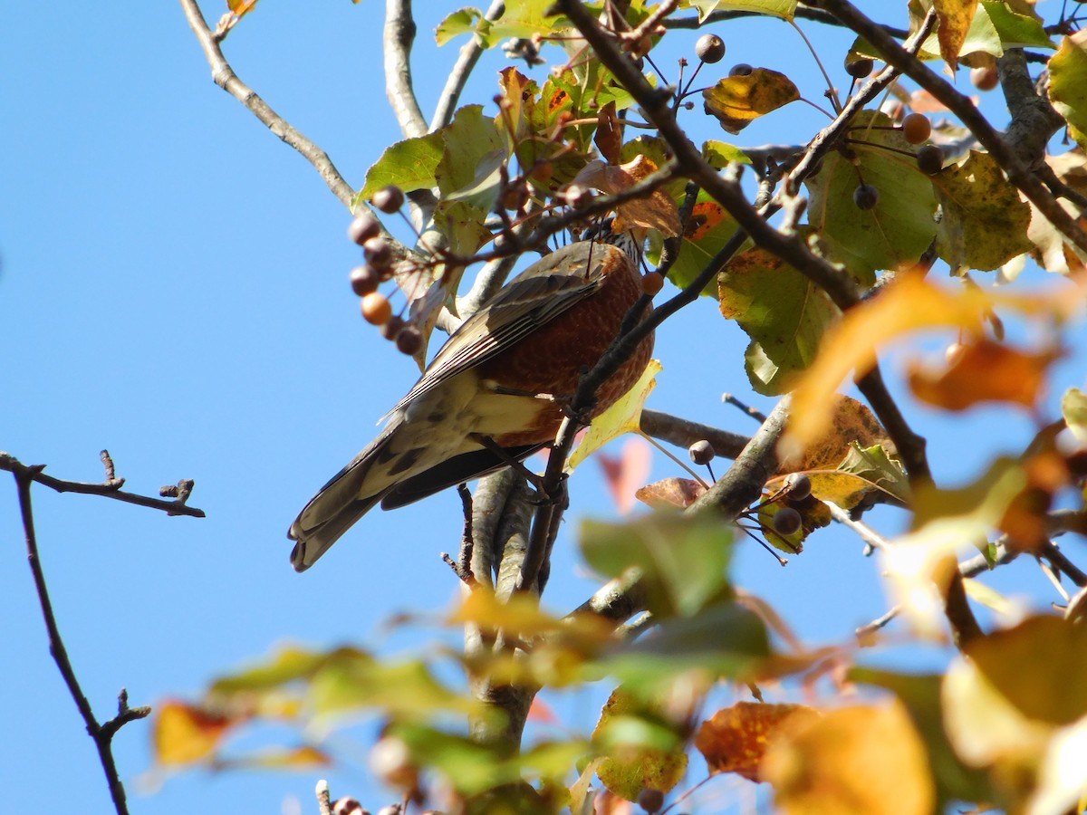 Merle d'Amérique - ML645167344
