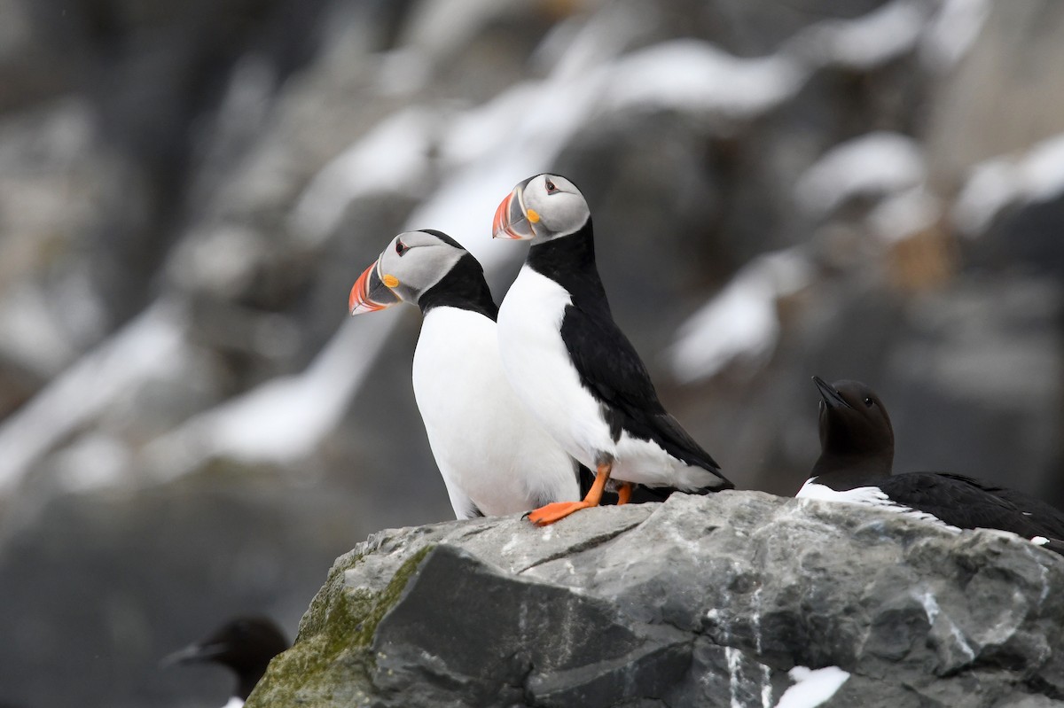 Macareux moine - ML645167345