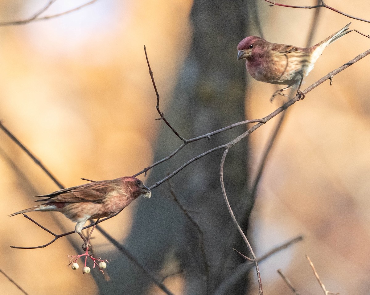 Roselin pourpré (purpureus) - ML645167346