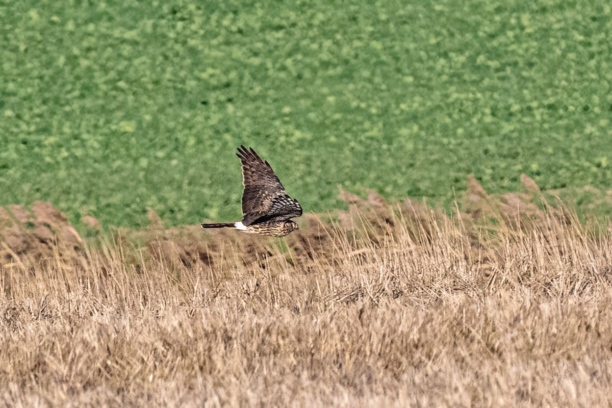 Busard Saint-Martin - ML645167347